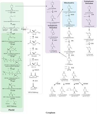 Genetic Manipulation of Biosynthetic Pathways in Mint